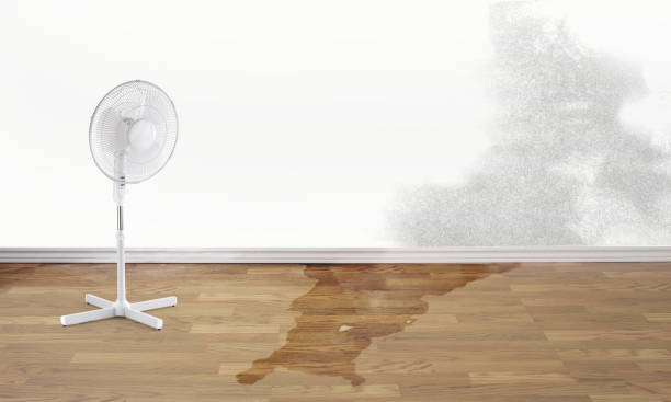 Best Water damage cleanup near me  in Walnut Creek, OH
